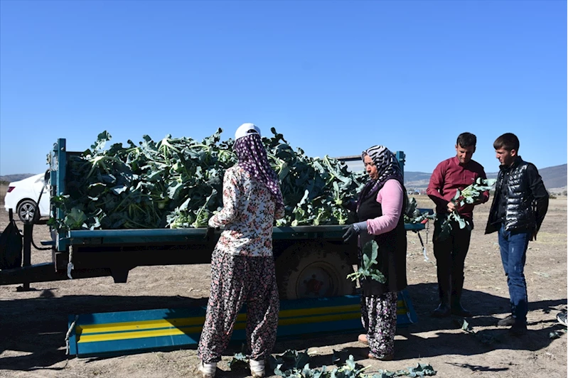 Devlet desteğiyle ekilen brokoli belde üreticisine yeni gelir kapısı oldu