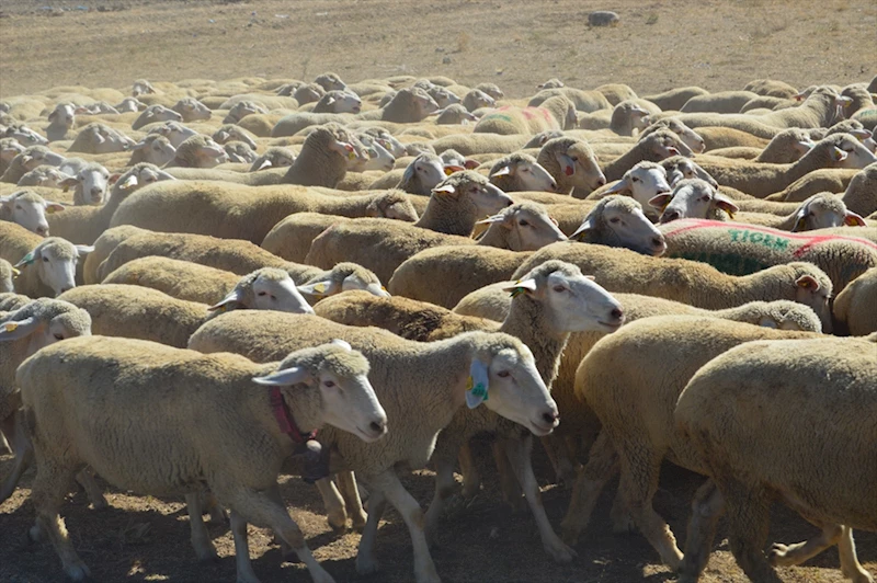 Anadolu Tarım İşletmesinde gelecek yıl yaklaşık 2 bin 500 kuzu doğumu bekleniyor