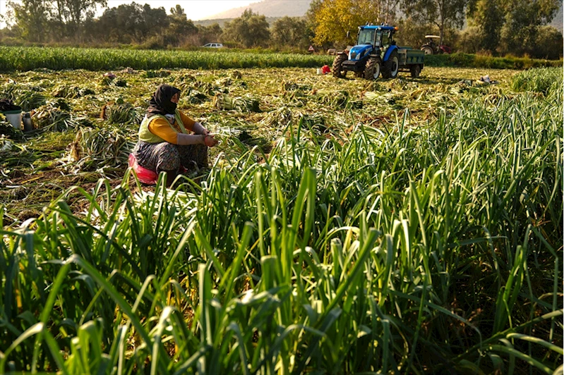 İzmir’de Kış Sebze Hasadı Soğuk Havanın Gecikmesiyle Ertelendi